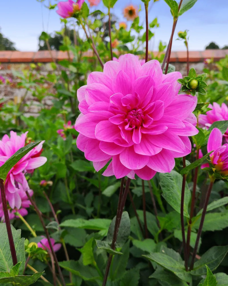 Plantogallery Dahlia Flower Bulbs (Pink)