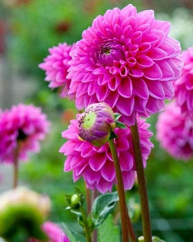 Plantogallery Dahlia Flower Bulbs (Pink)