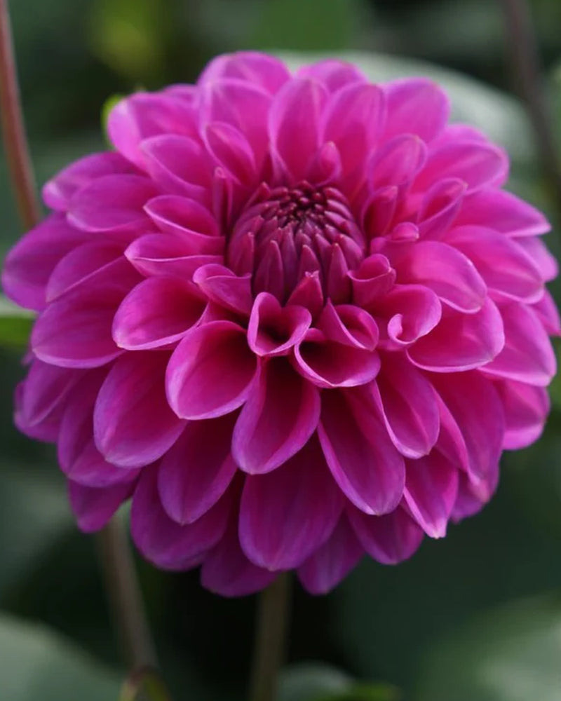 Plantogallery Dahlia Flower Bulbs (Pink)