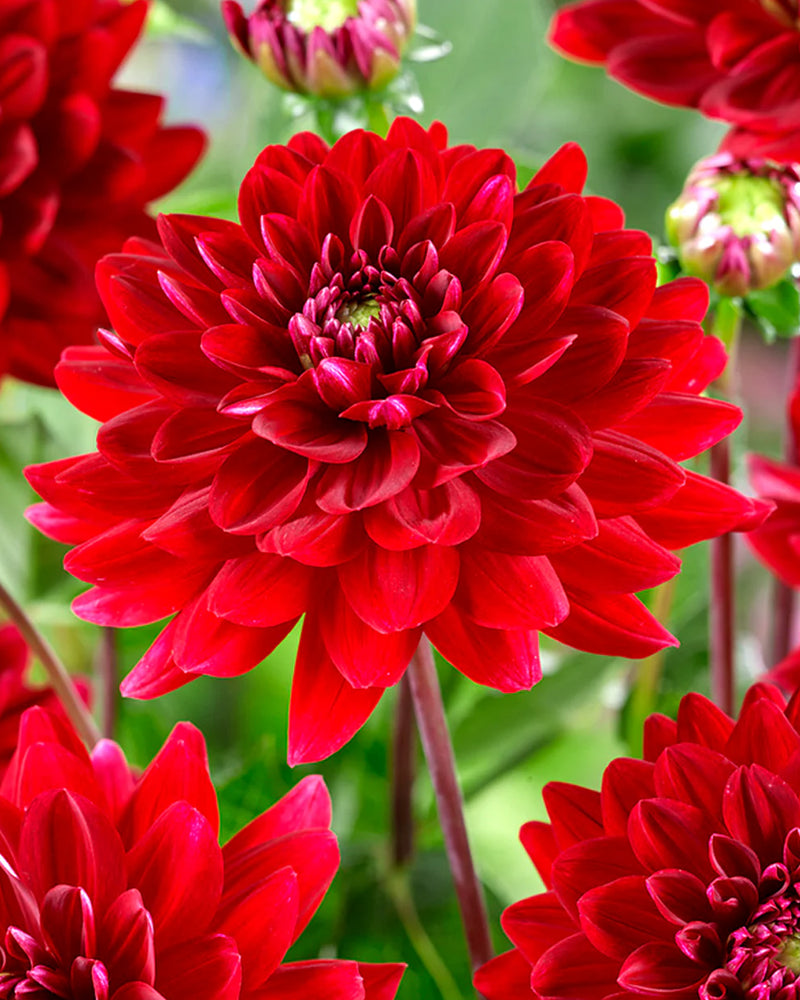 Plantogallery Dahlia Flower Bulbs (Red)