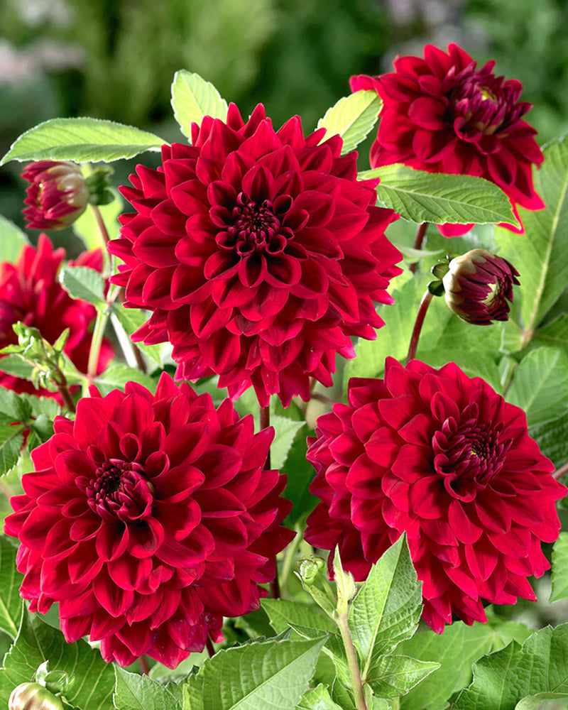 Plantogallery Dahlia Flower Bulbs (Red)