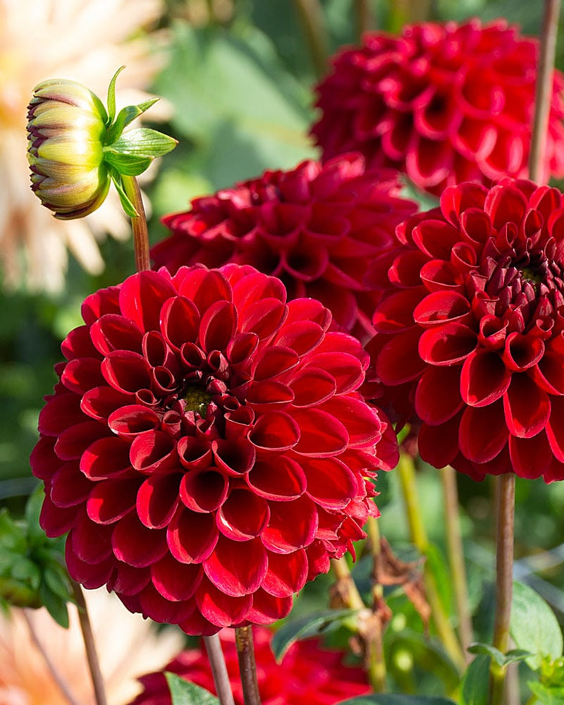 Plantogallery Dahlia Flower Bulbs (Red)