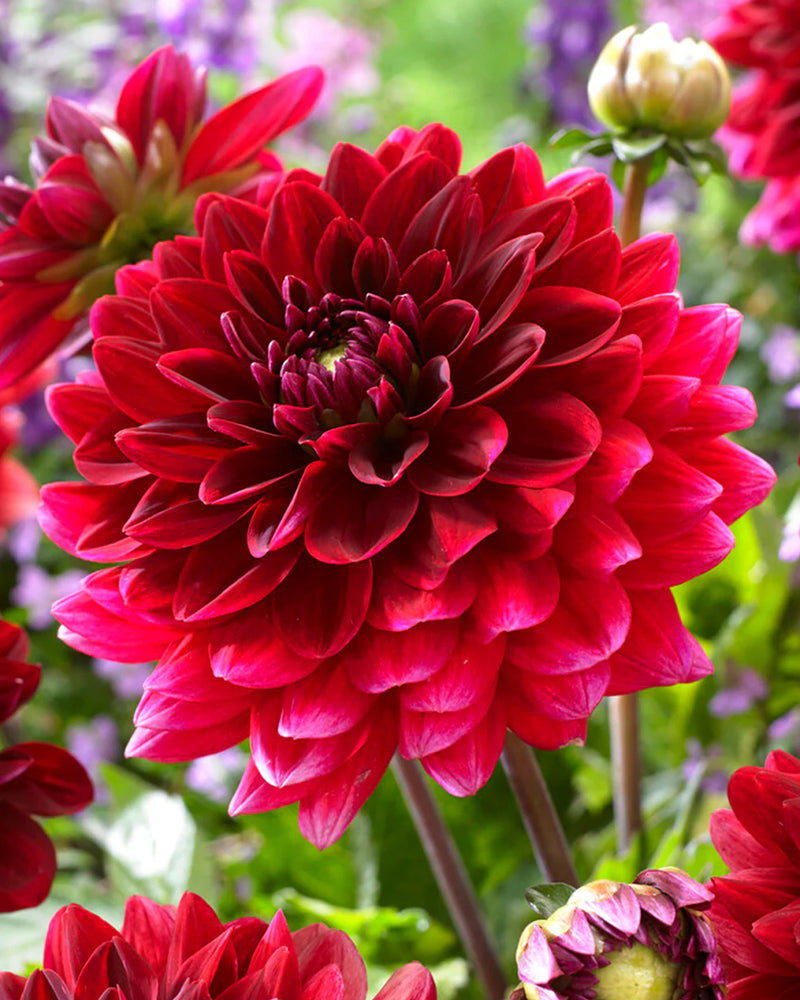 Plantogallery Dahlia Flower Bulbs (Red)