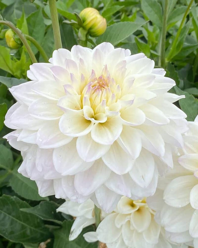 Plantogallery Dahlia Flower Bulbs (White)