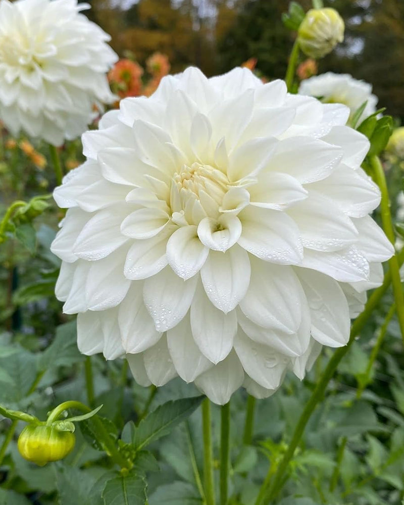 Plantogallery Dahlia Flower Bulbs (White)