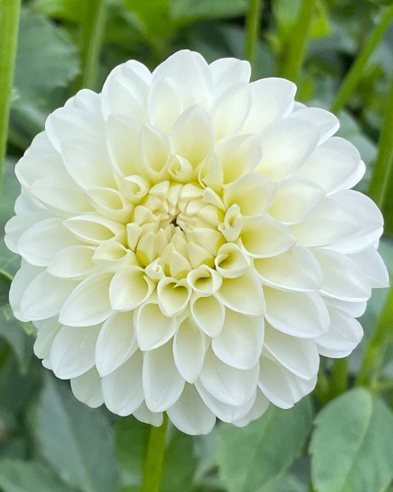 Plantogallery Dahlia Flower Bulbs (White)