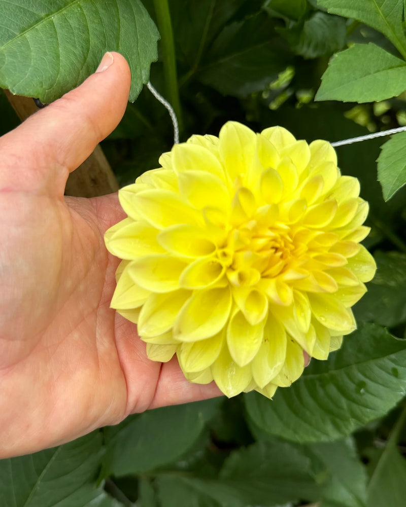 Plantogallery Dahlia Flower Bulbs (Yellow)