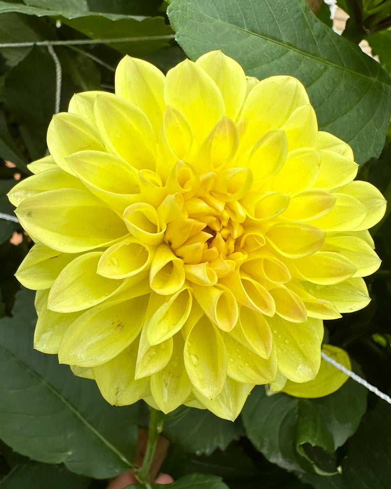 Plantogallery Dahlia Flower Bulbs (Yellow)