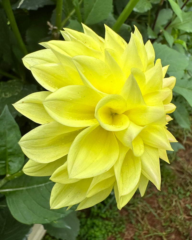 Plantogallery Dahlia Flower Bulbs (Yellow)