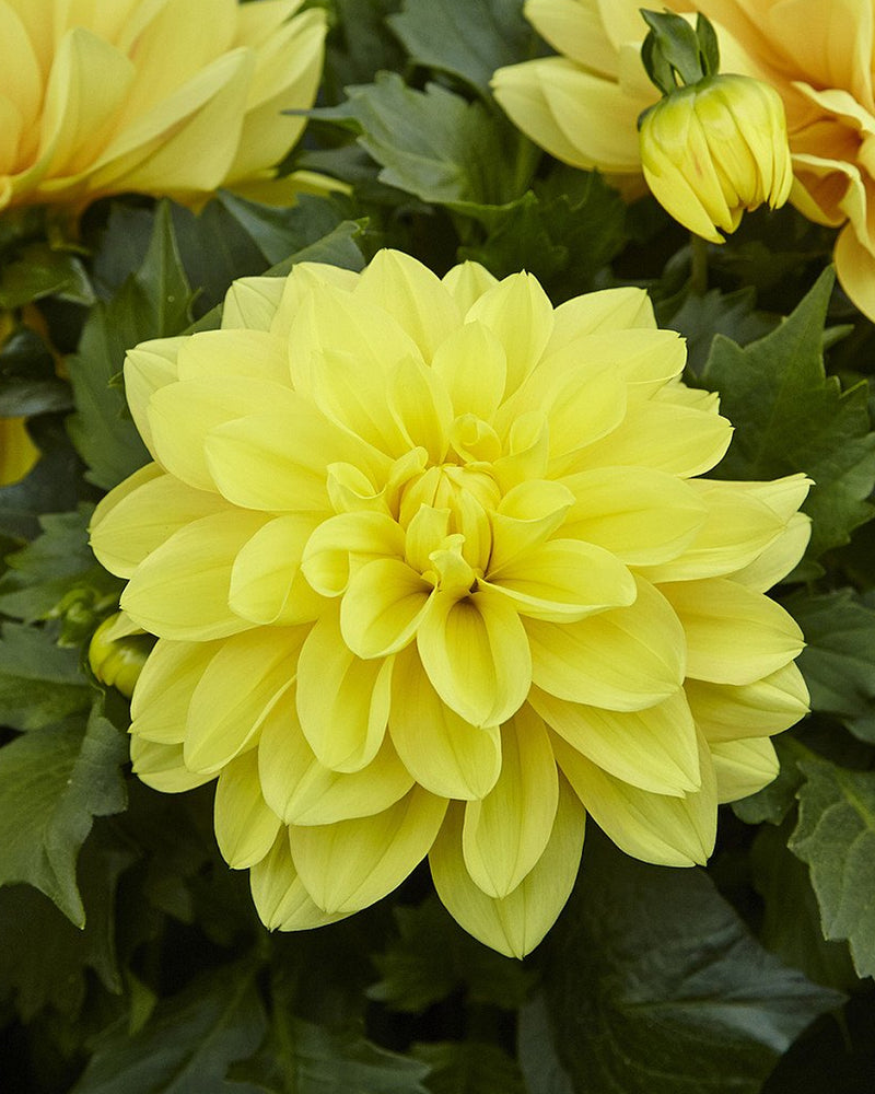 Plantogallery Dahlia Flower Bulbs (Yellow)