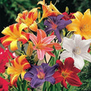 Daylily Flower Bulbs for Home Gardening