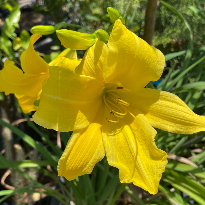 Day Lily Hybrid Flower Bulb Pack Of 1 (Yellow)