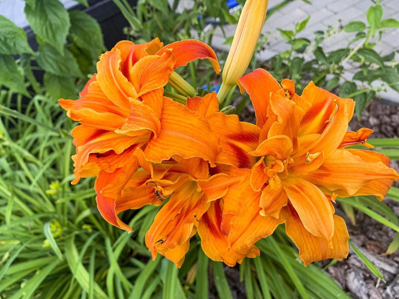 Day Lily Double Flower Bulb Pack Of 1 (Orange)