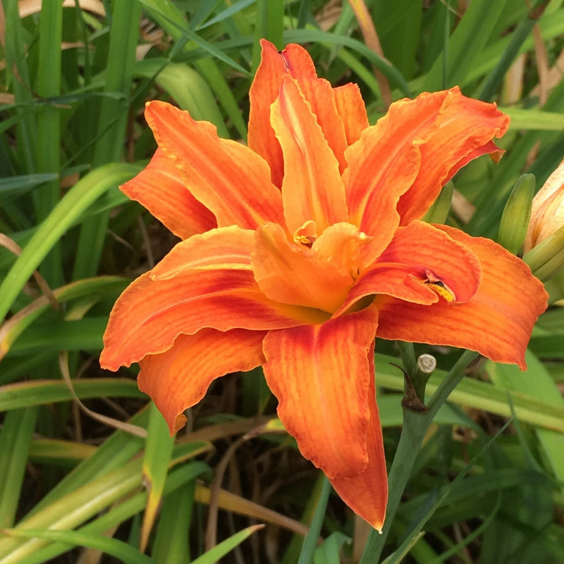 Day Lily Double Flower Bulb Pack Of 1 (Orange)