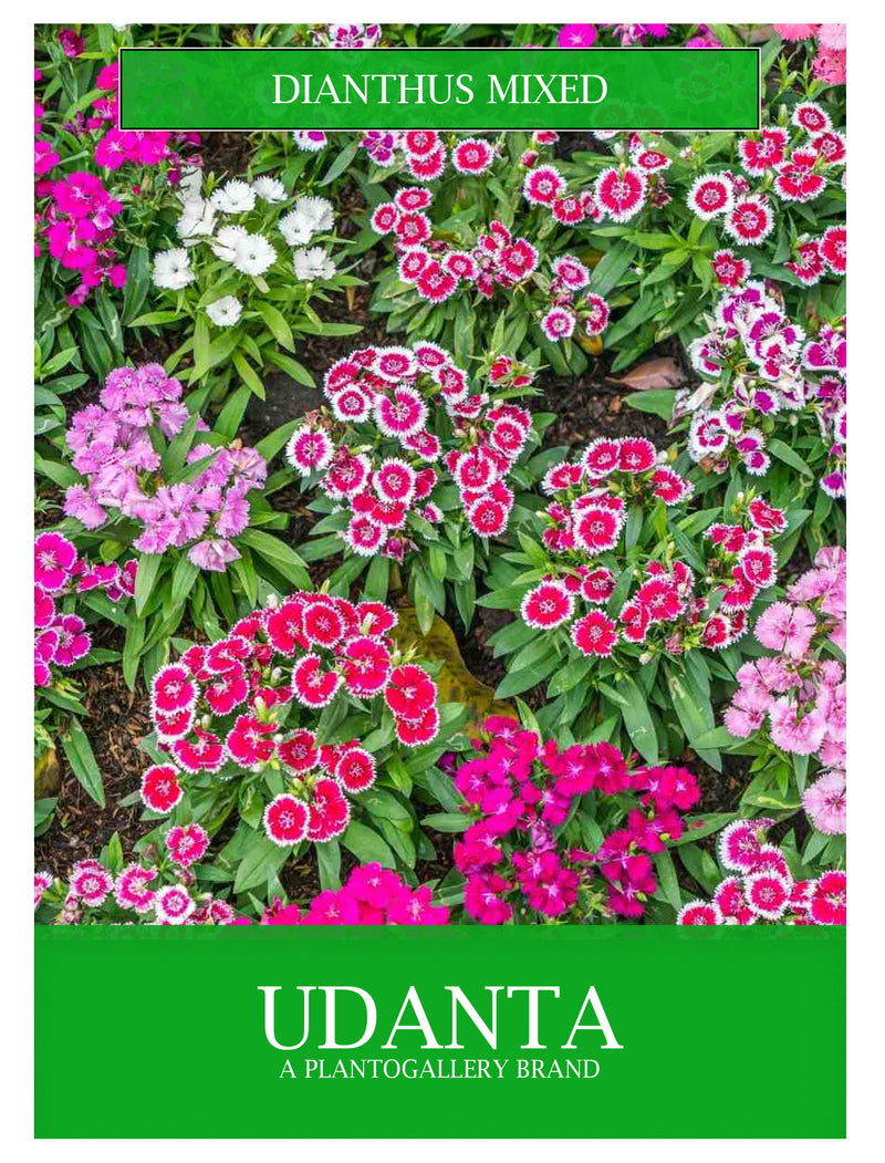 Udanta Dianthus (Sweet Willium)  Mix  Flowers Seeds Avg 30-40 Each Packet