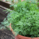 Dil - Soya Sag Seeds for Home Gardening - Pack of 100 Seeds