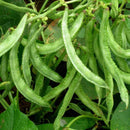 Dolichos Beans -Sem Fali Seeds for Gardening - Pack of 20 Seeds