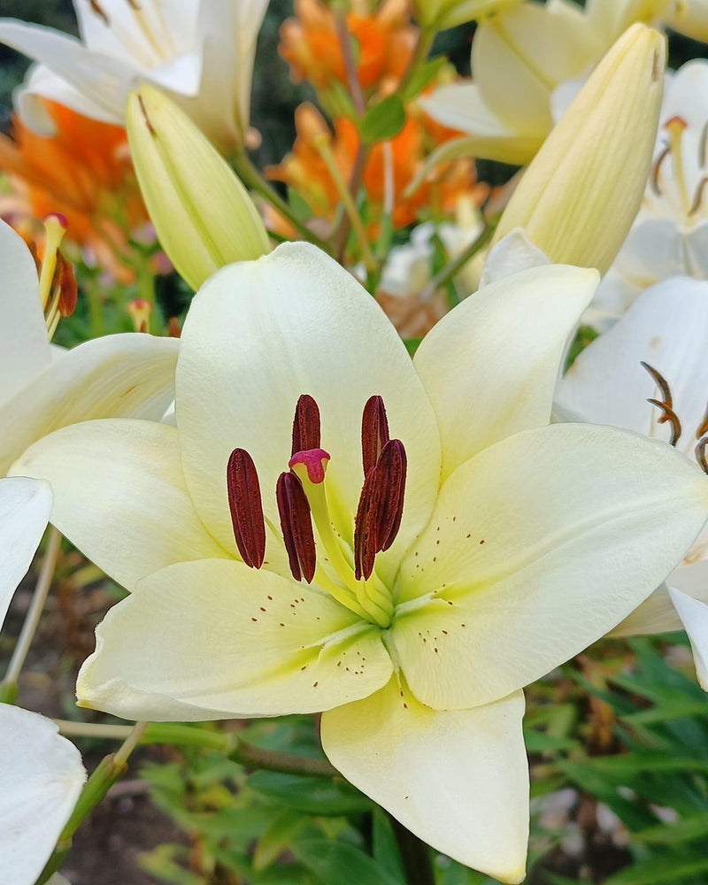 Asiatic Lily Wholesell Lilium LA Variety Size 12/14 Full karat size - 400 pcs