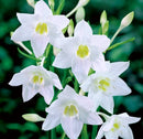 Amazon Lily - Eucharis Lily Flower Bulbs For Summer Season