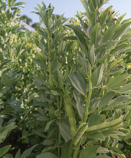 Bakla - Fava Beans Seeds for Home Gardening - Pack of 20 Seeds