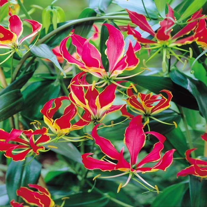 Gloriosa Superba Pink Color Flower Bulbs - Pack of 5 Bulbs By Plantogallery