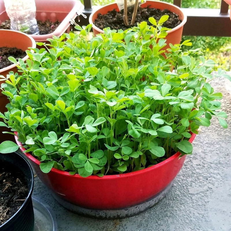 methi seeds planting Fenugreek - Methi Seeds for Home Gardening