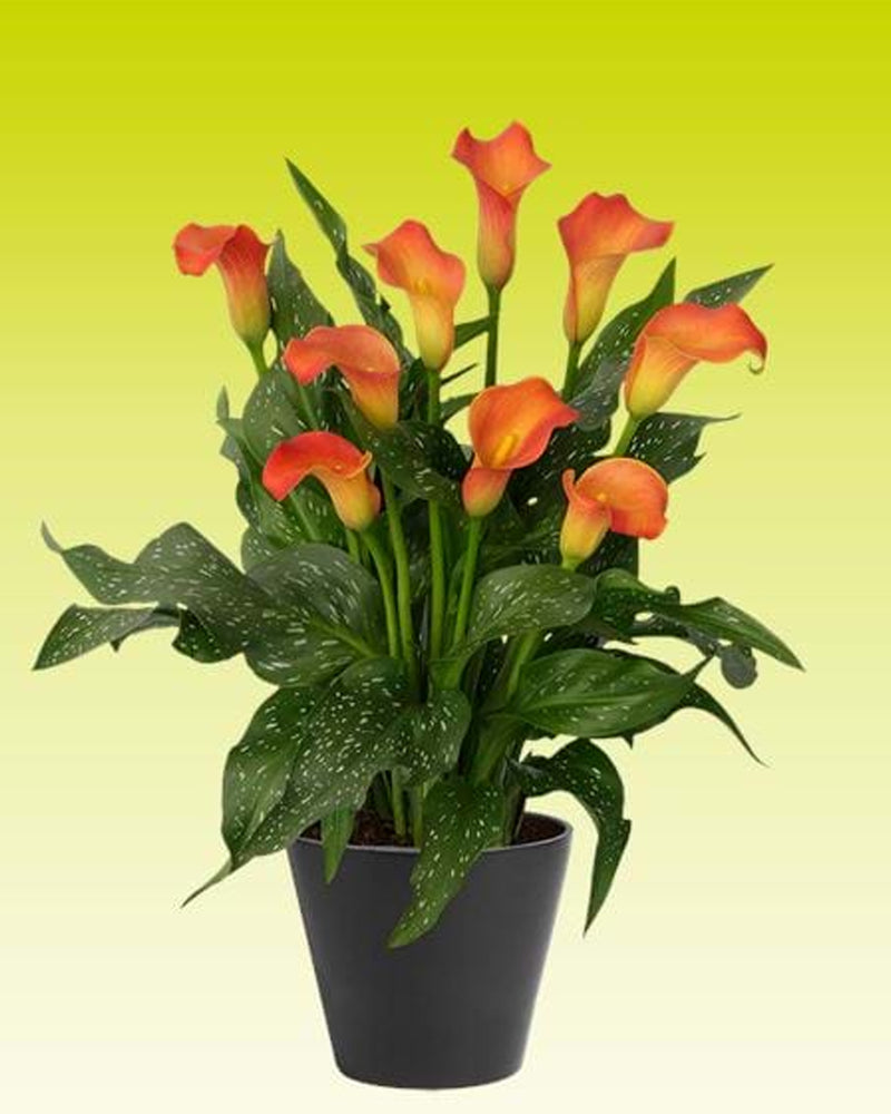 Zantedeschia - Calla lily Fireworks Imported Flower Bulbs Size 14/16 (Orange)