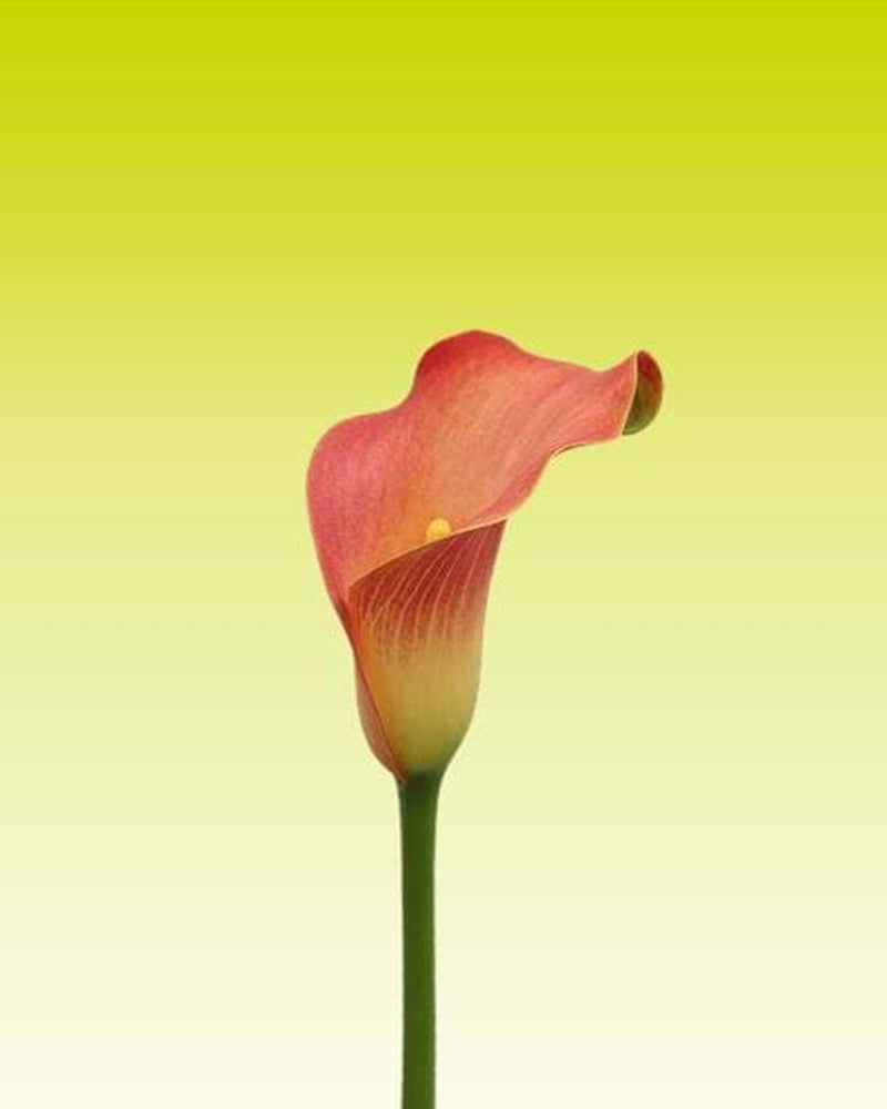 Zantedeschia - Calla lily Fireworks Imported Flower Bulbs Size 14/16 (Orange)