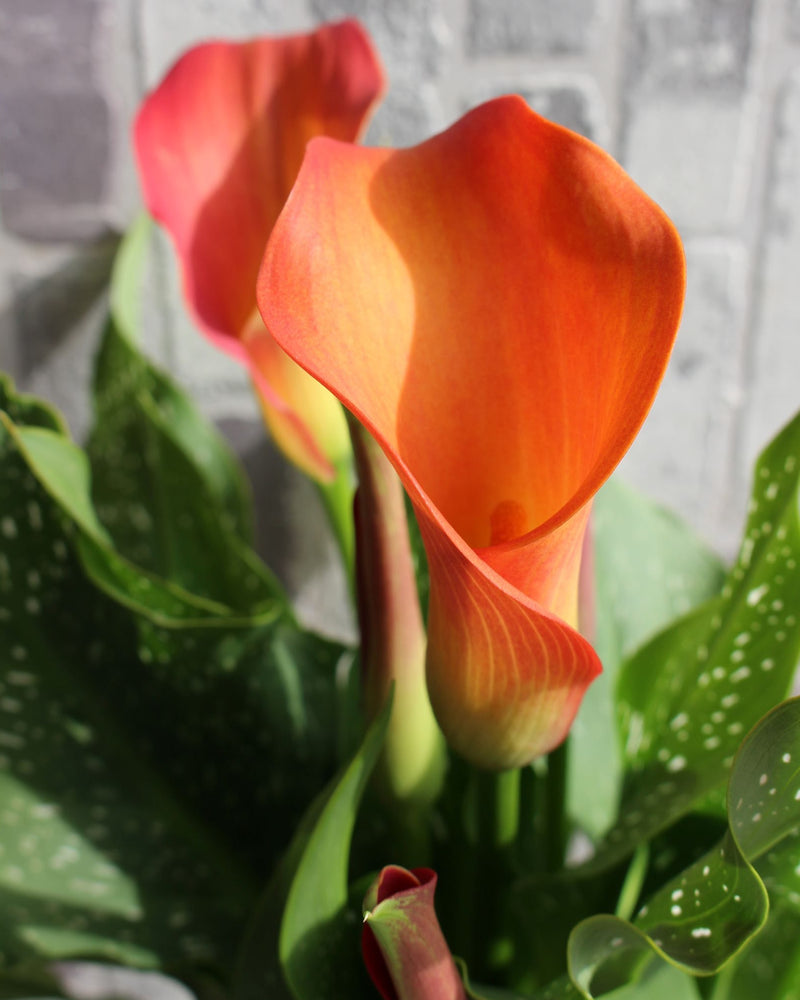 Zantedeschia - Calla lily Fireworks Imported Flower Bulbs Size 14/16 (Orange)