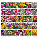 Flower Seeds Combo Pack 30 Varieties for Your Own Garden