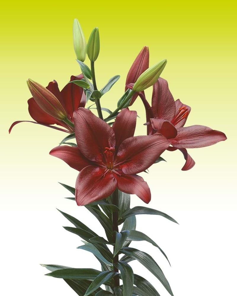 Plantogallery Lilium - Asiatic Lily Variety "Forza Red" Size 14/16 (Red)