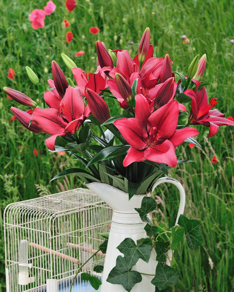 Plantogallery Lilium - Asiatic Lily Variety "Forza Red" Size 14/16 (Red)