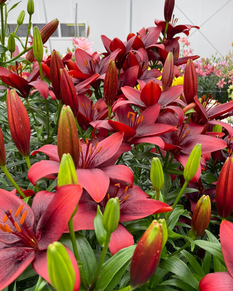 Plantogallery Lilium - Asiatic Lily Variety "Forza Red" Size 14/16 (Red)