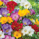 PLANTOGALLERY Freesia Multicolor Winter Season Flower Bulbs