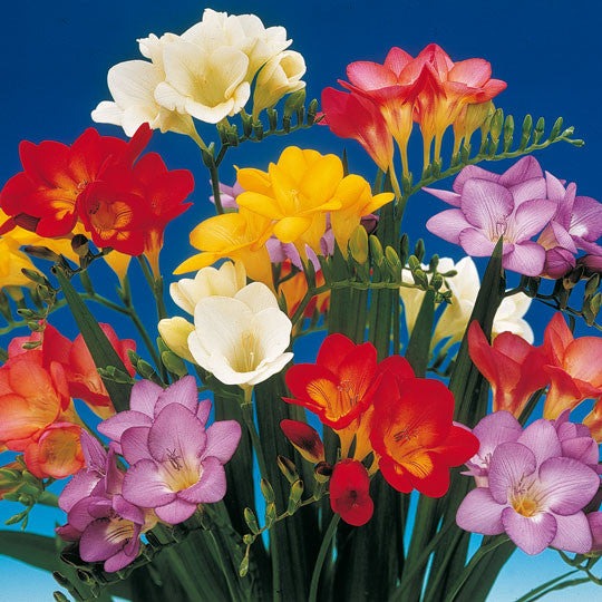 Plantogallery Freesia Mix Flower Bulbs Size 6/7