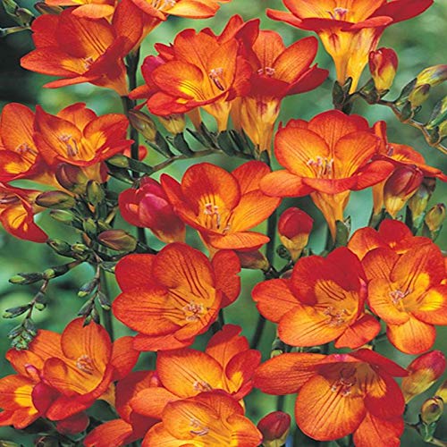 Plantogallery Freesia Orange Flower Bulbs Size 6/7