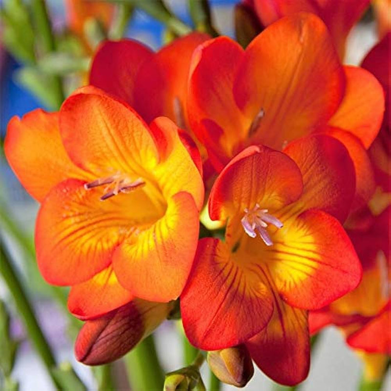 Plantogallery Freesia Orange Flower Bulbs Size 6/7
