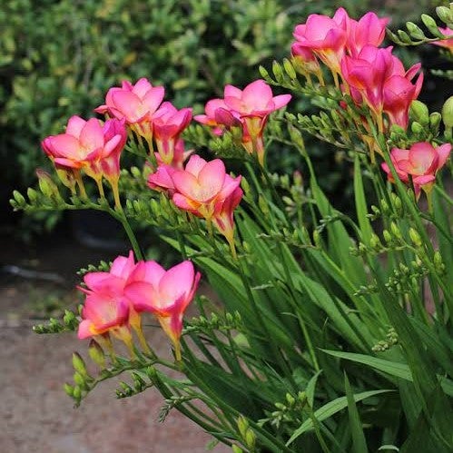 Plantogallery Freesia Pink Flower Bulbs Size 6/7