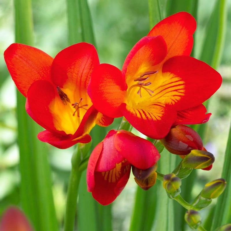 Plantogallery Freesia Red Flower Bulbs Size 6/7