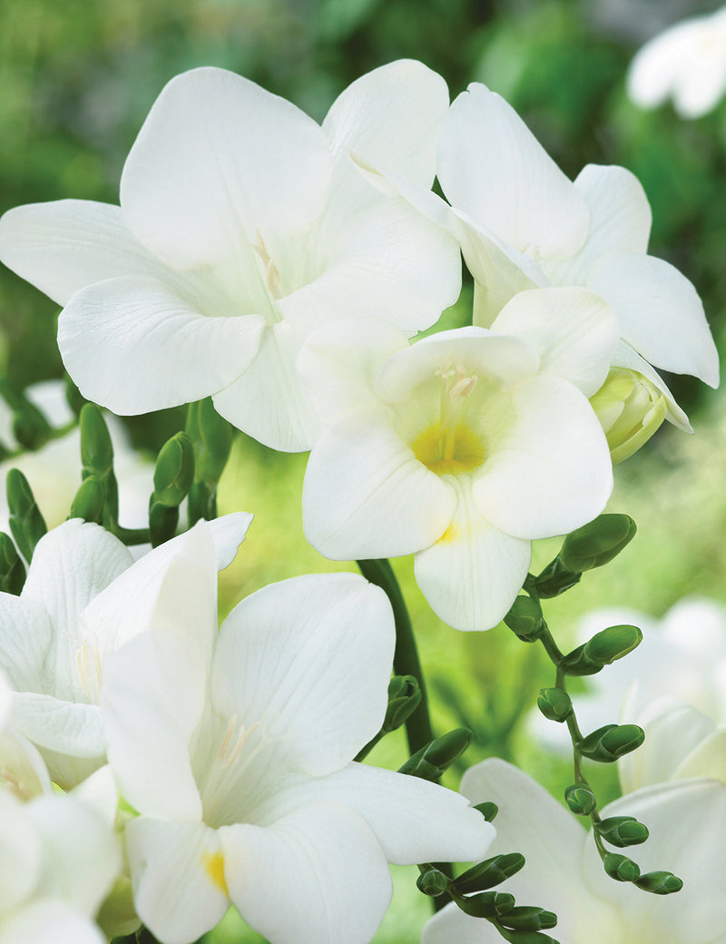 Plantogallery Freesia White Flower Bulbs Size 6/7