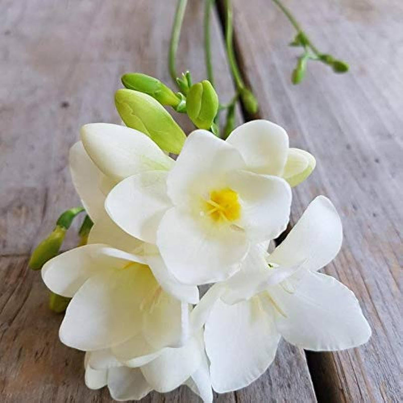Plantogallery Freesia White Flower Bulbs Size 6/7