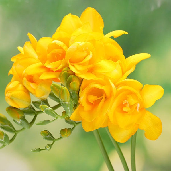 Plantogallery Freesia Yellow Flower Bulbs Size 6/7