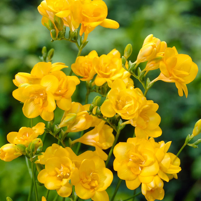 Plantogallery Freesia Double Yellow Color Flower Bulbs - Pack of 5 Bulbs