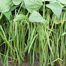 French Beans Seeds Grow for All Season - Pack of 50 Seeds