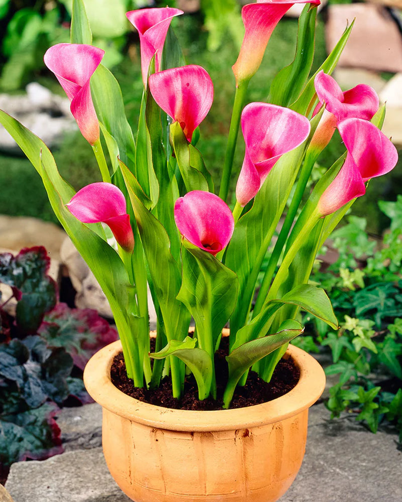 Zantedeschia - Calla lily Garnet Glow Imported Flower Bulbs Size 14/16 (Pink)