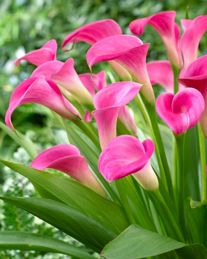 Zantedeschia - Calla lily Garnet Glow Imported Flower Bulbs Size 14/16 (Pink)