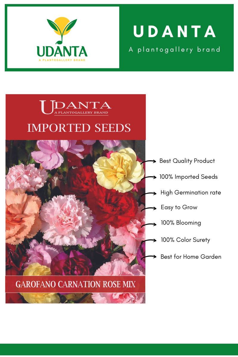 Udanta Imported Flower Seeds - Garofano Nizza Carnation Rose Flower Seeds For All Season - Qty 1Gm (Mix) (Pack Of 2 Pkts)