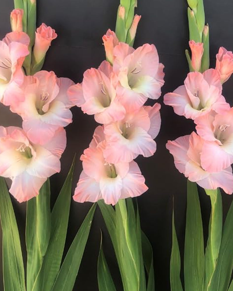 Plantogallery Gladiolus Fancy Top Size Flower Bulbs (Biocolor)