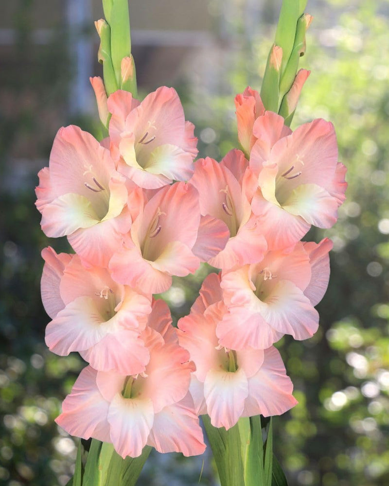 Plantogallery Gladiolus Fancy Top Size Flower Bulbs (Biocolor)