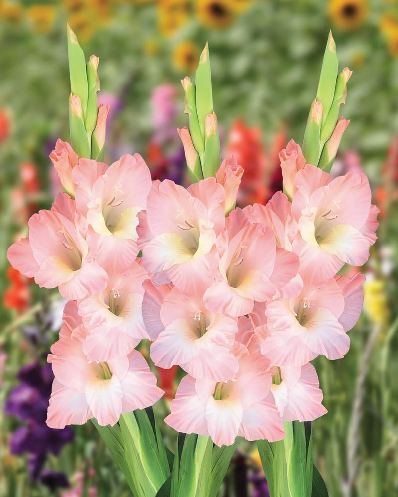 Plantogallery Gladiolus Fancy Top Size Flower Bulbs (Biocolor)